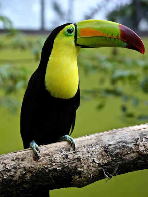 Ephemeral Brazil charity image